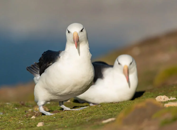 Schwarzbrauenalbatros (Black-browed albatross)