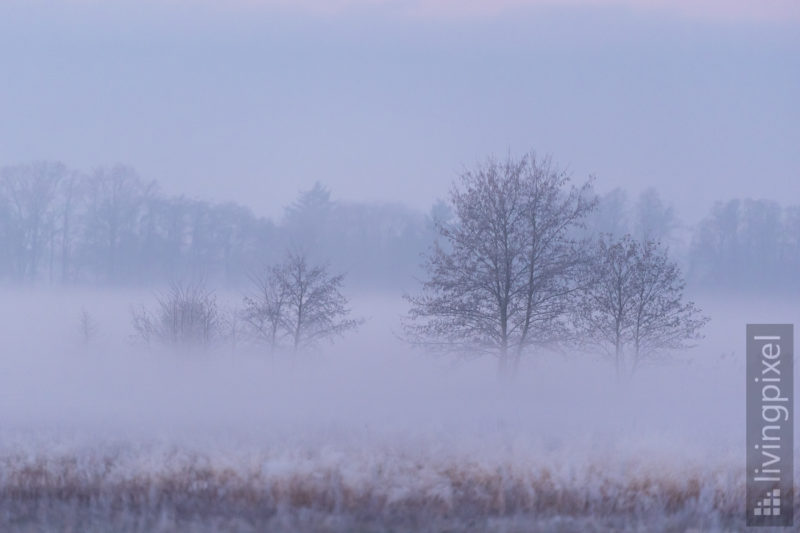 Bäume im Nebel