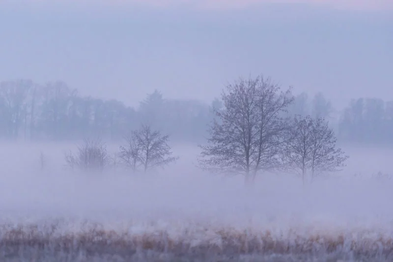 Bäume im Nebel