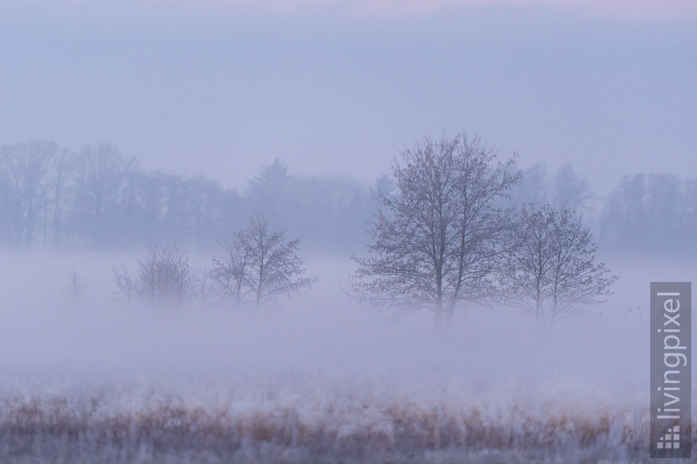 Bäume im Nebel