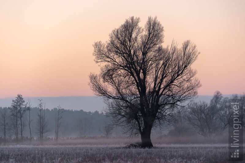 Wintermorgen