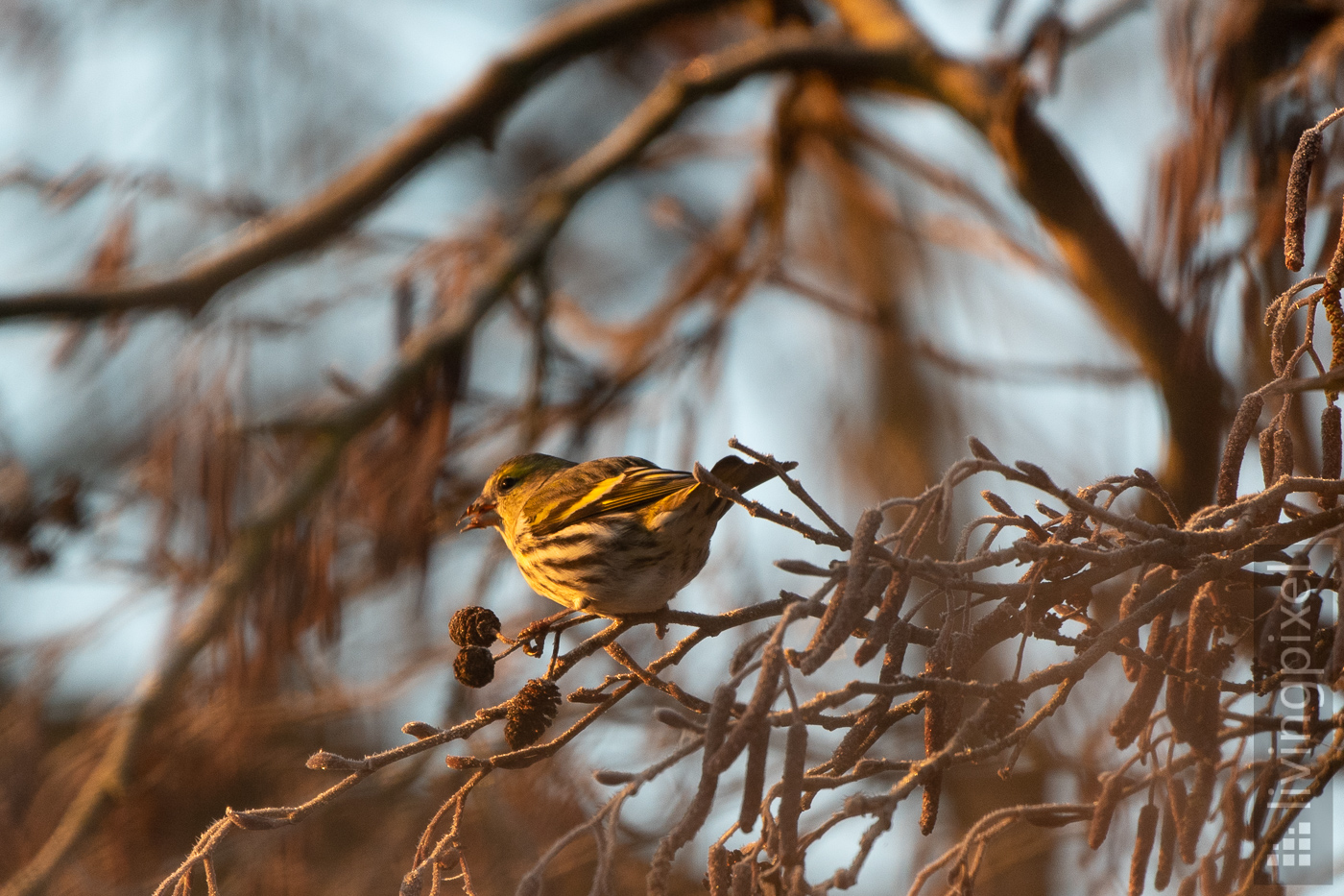 Erlenzeisig (Eurasian siskin)