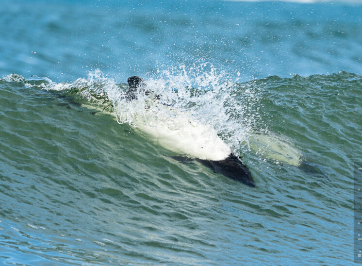 Commerson-Delfin (Commerson's dolphin)
