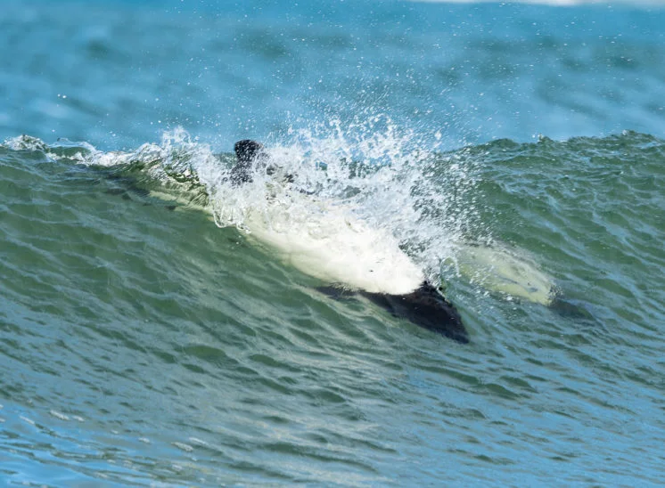 Commerson-Delfin (Commerson's dolphin)