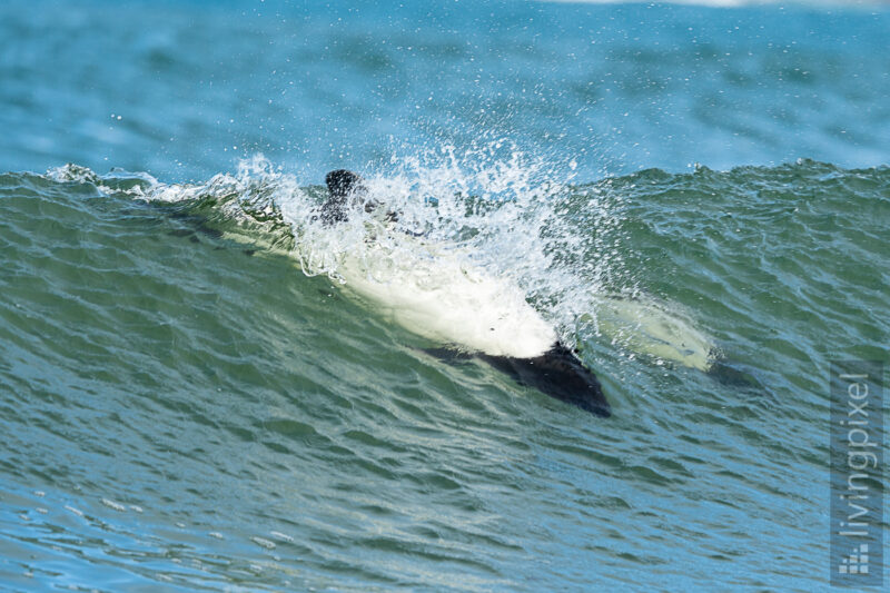 Commerson-Delfin (Commerson's dolphin)