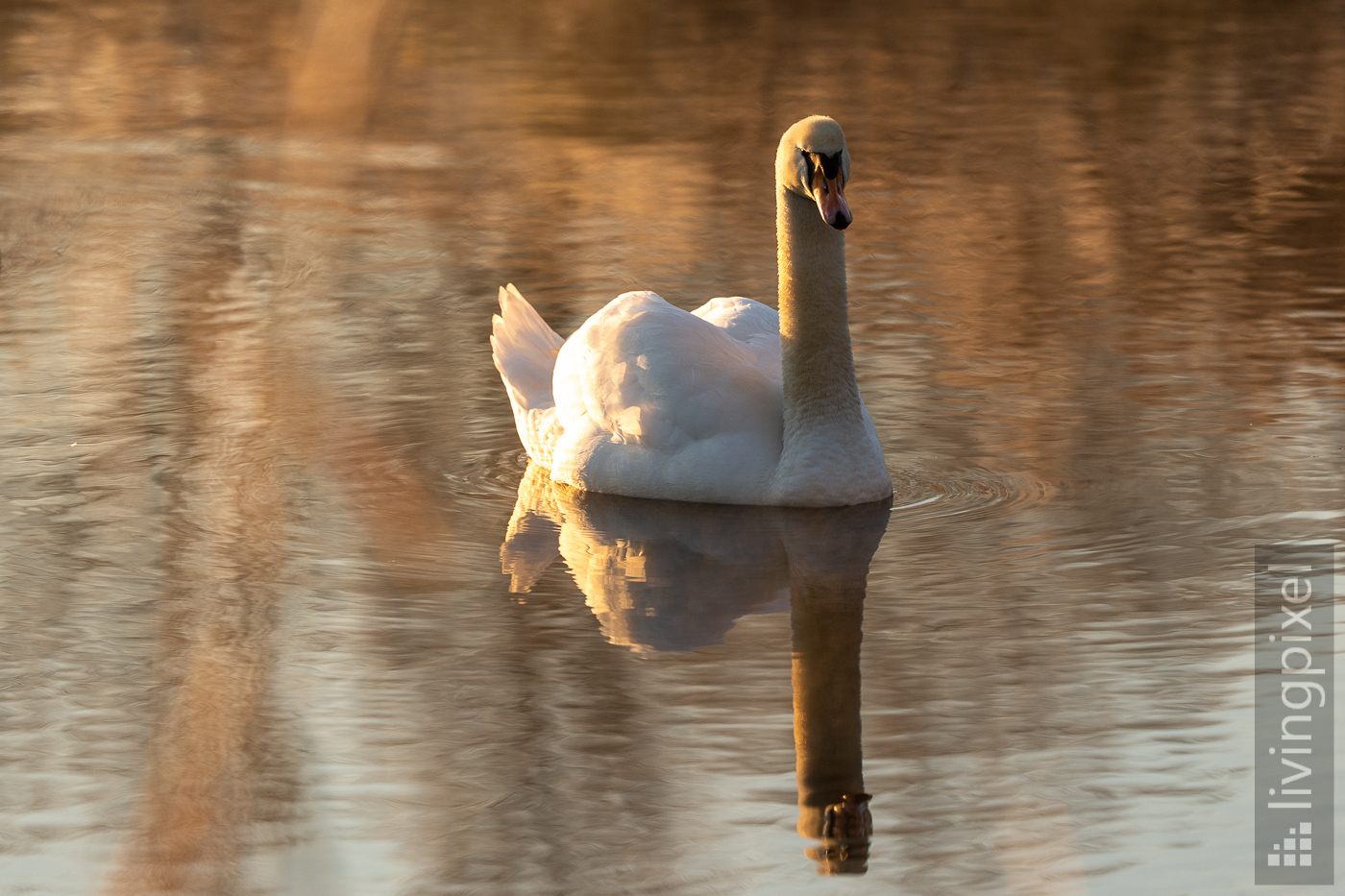 Höckerschwan (Mute swan)