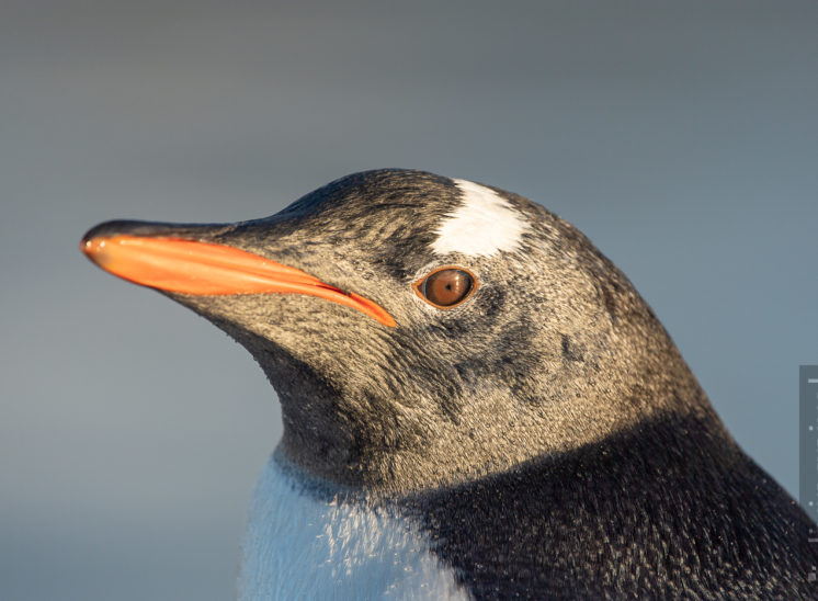 Eselspinguin (Gentoo penguin)