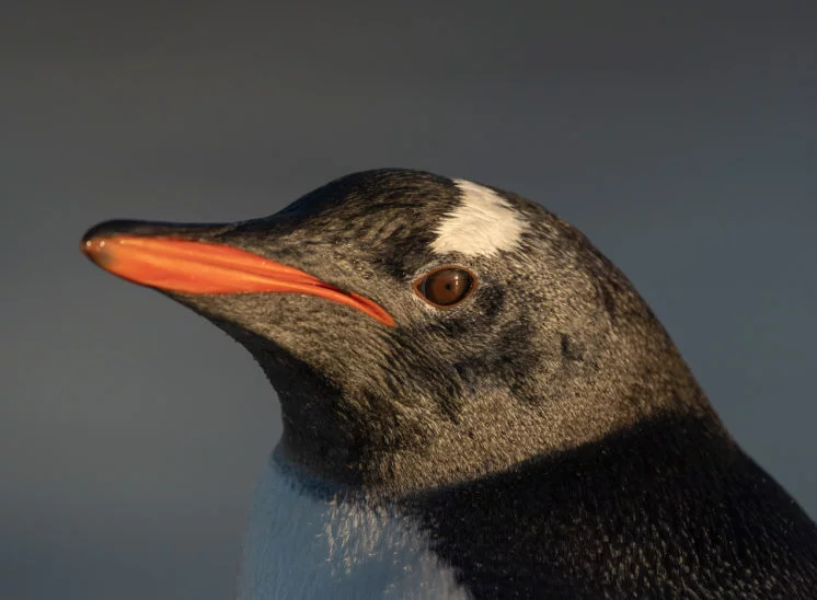 Eselspinguin (Gentoo penguin)