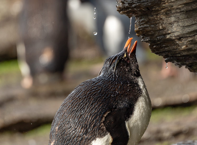 Felsenpinguin (Southern rockhopper penguin)