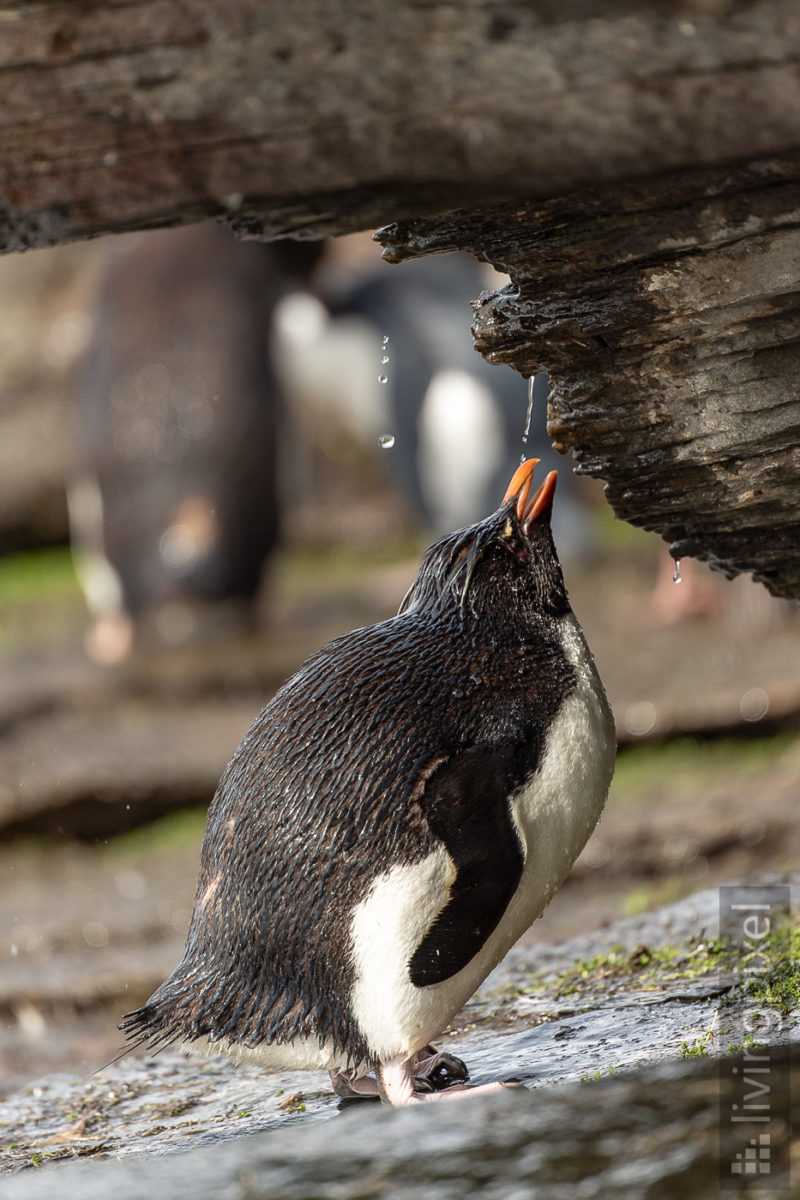 Felsenpinguin (Southern rockhopper penguin)