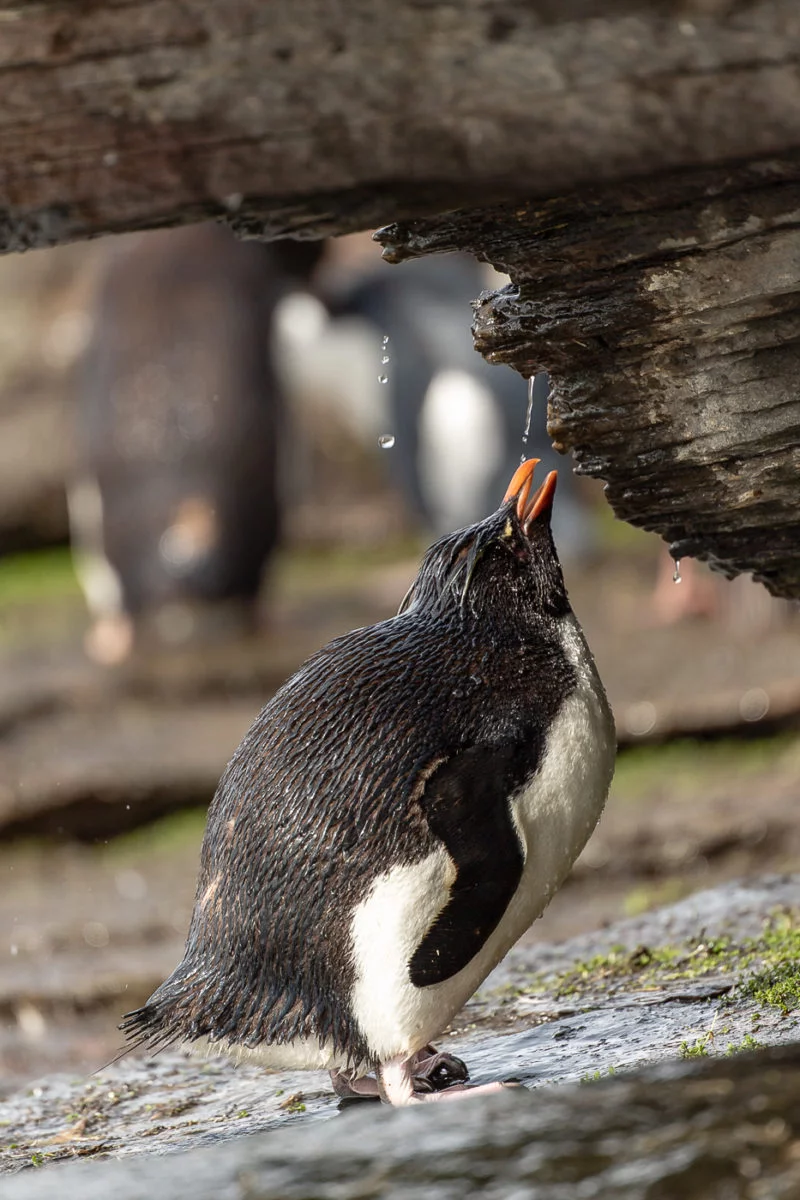Felsenpinguin (Southern rockhopper penguin)