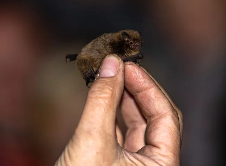 Rauhautfledermaus