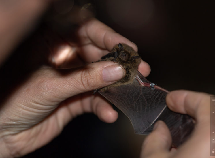 Beringen einer Rauhautfledermaus