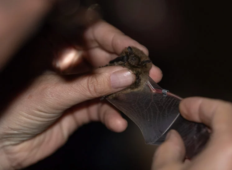 Beringen einer Rauhautfledermaus