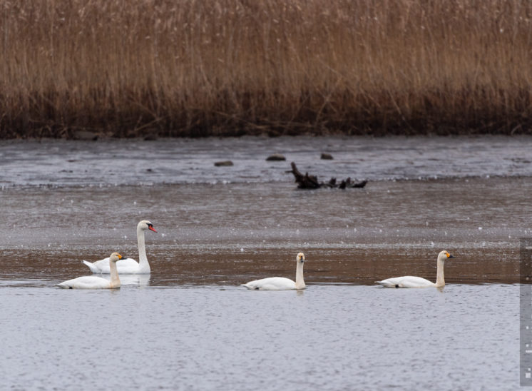 Zwergschäne bei Höckerschwan