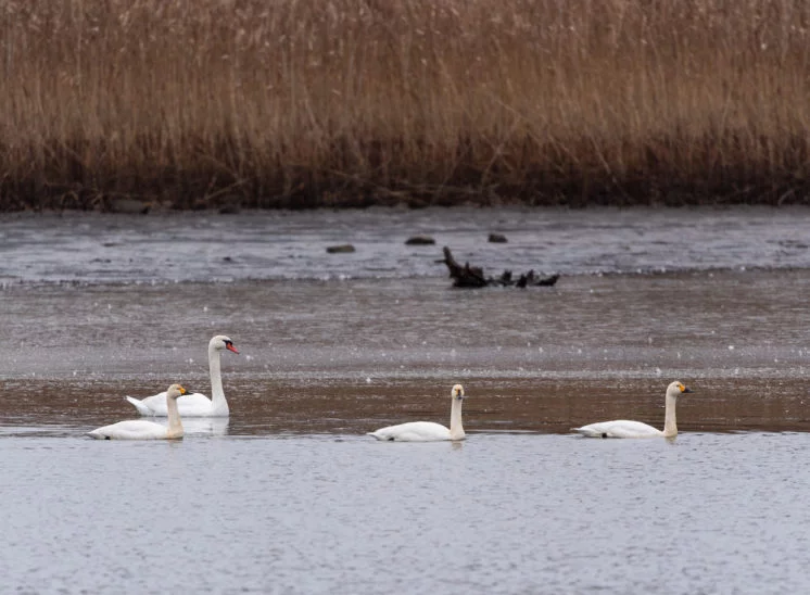 Zwergschäne bei Höckerschwan