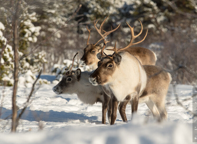 Rentier (Reindeer)