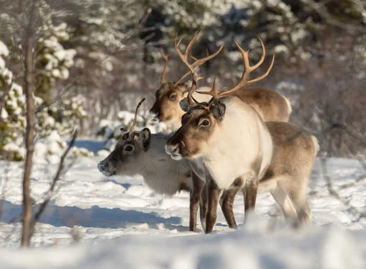 Rentier (Reindeer)