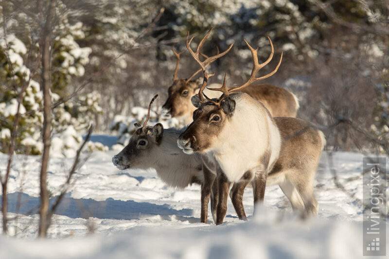 Rentier (Reindeer)