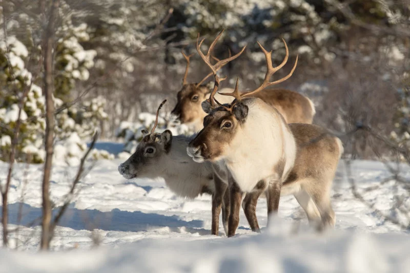 Rentier (Reindeer)
