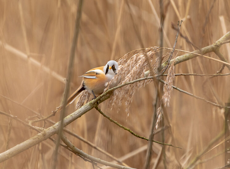 Bartmeise (Bearded reedling)