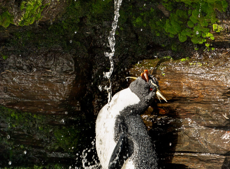 Felsenpinguin (Southern rockhopper penguin)