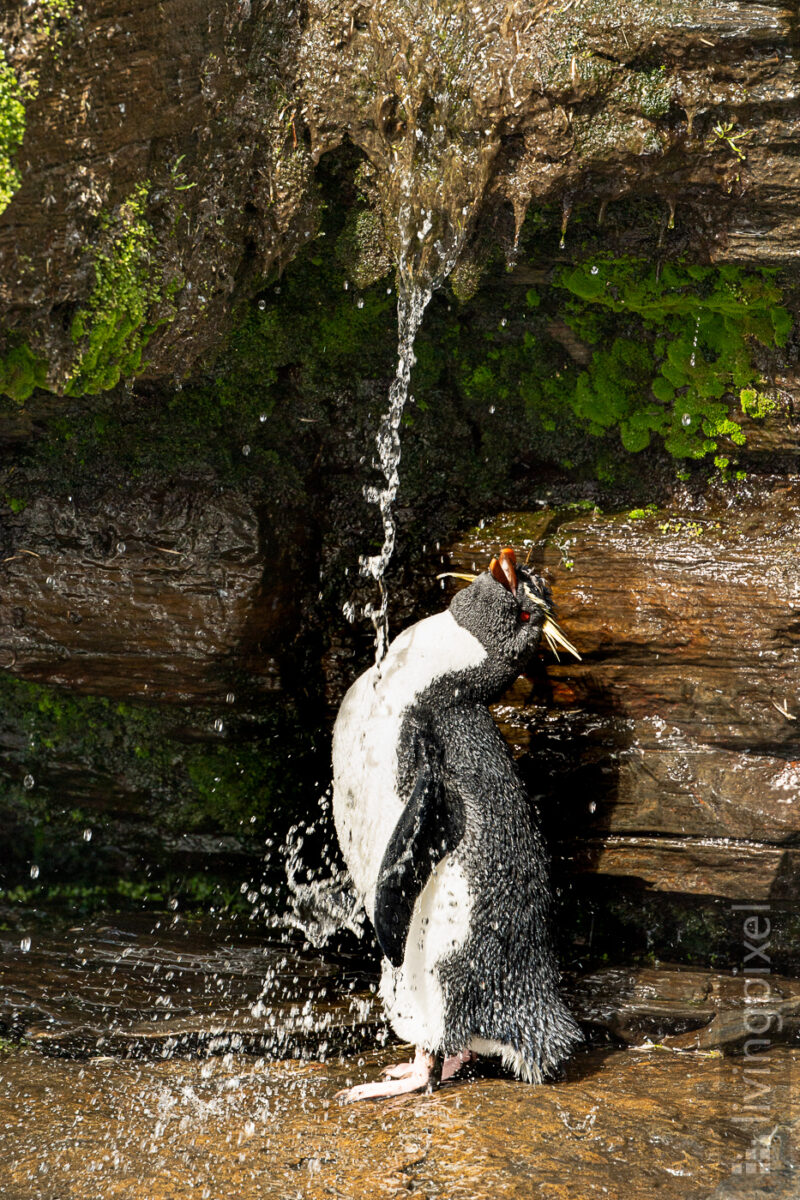 Felsenpinguin (Southern rockhopper penguin)