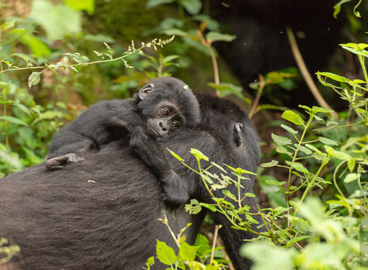 Berggorilla (Mountain gorilla)