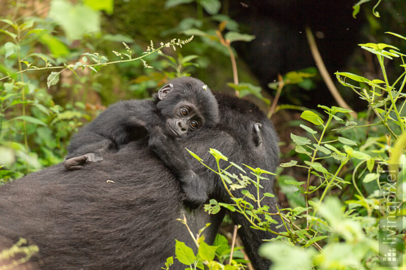 Berggorilla (Mountain gorilla)