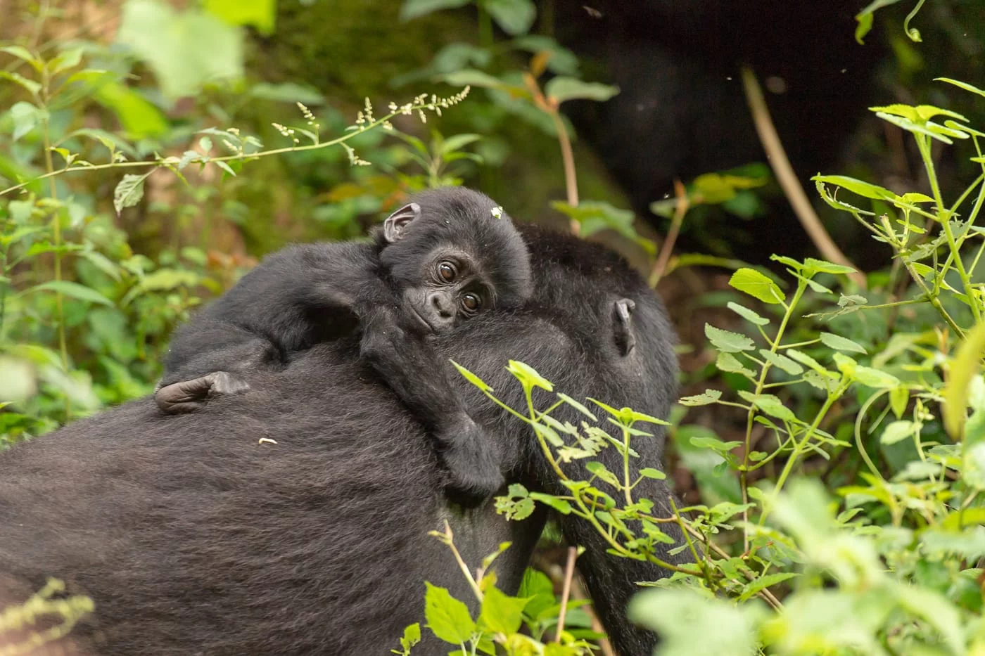 Berggorilla (Mountain gorilla)