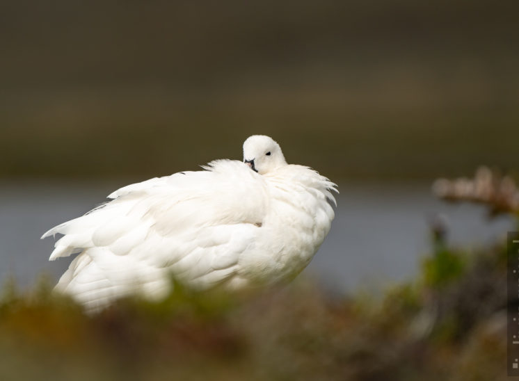 Tanggans (Kelp goose)