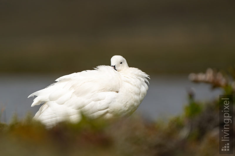 Tanggans (Kelp goose)