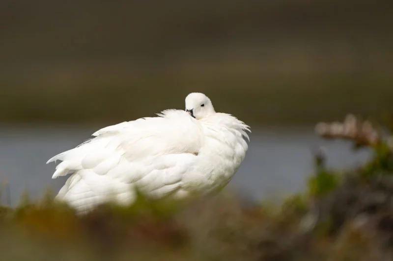 Tanggans (Kelp goose)
