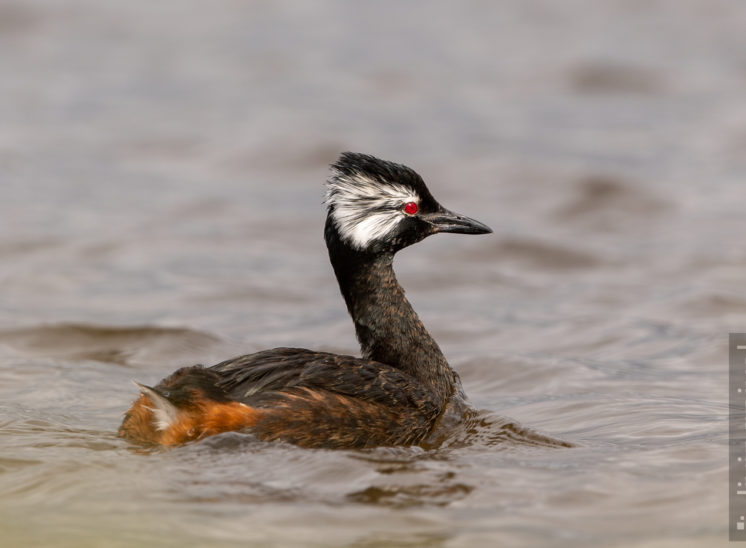 Rolland-Taucher (White Tufted Grebe)