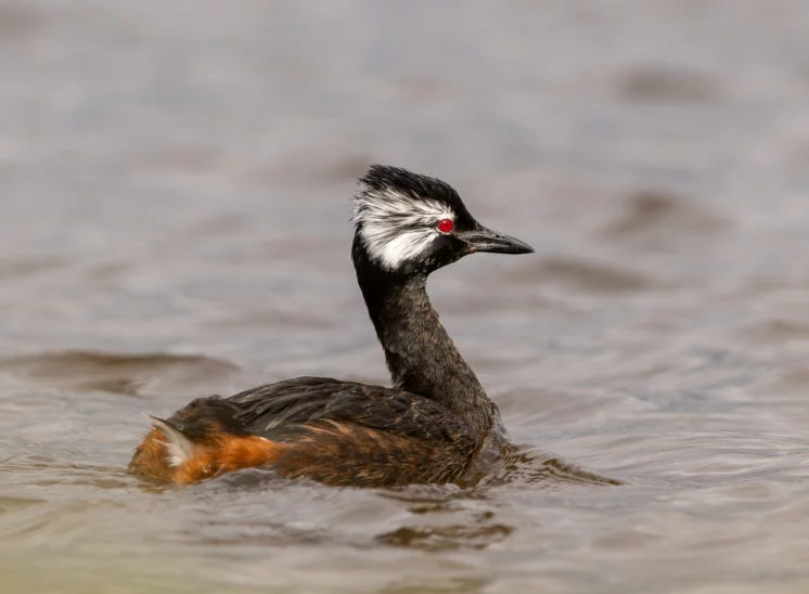 Rolland-Taucher (White Tufted Grebe)