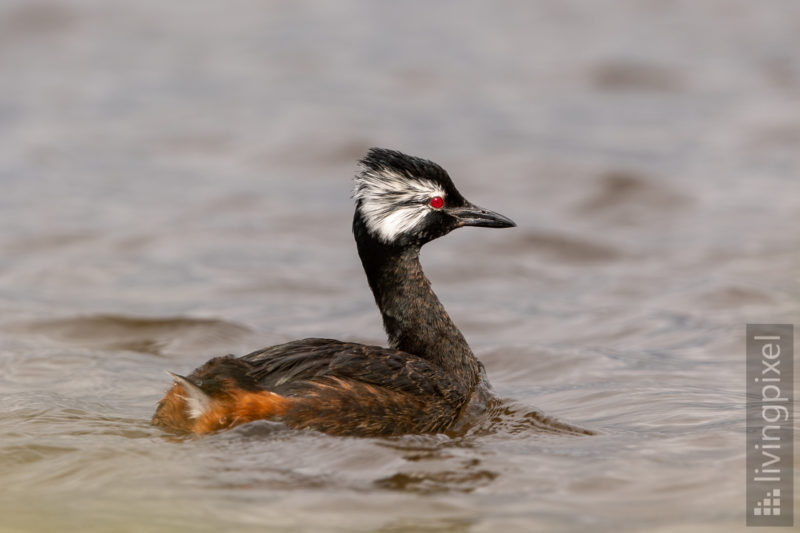 Rolland-Taucher (White Tufted Grebe)