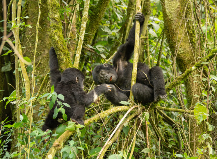 Berggorilla (Mountain gorilla)