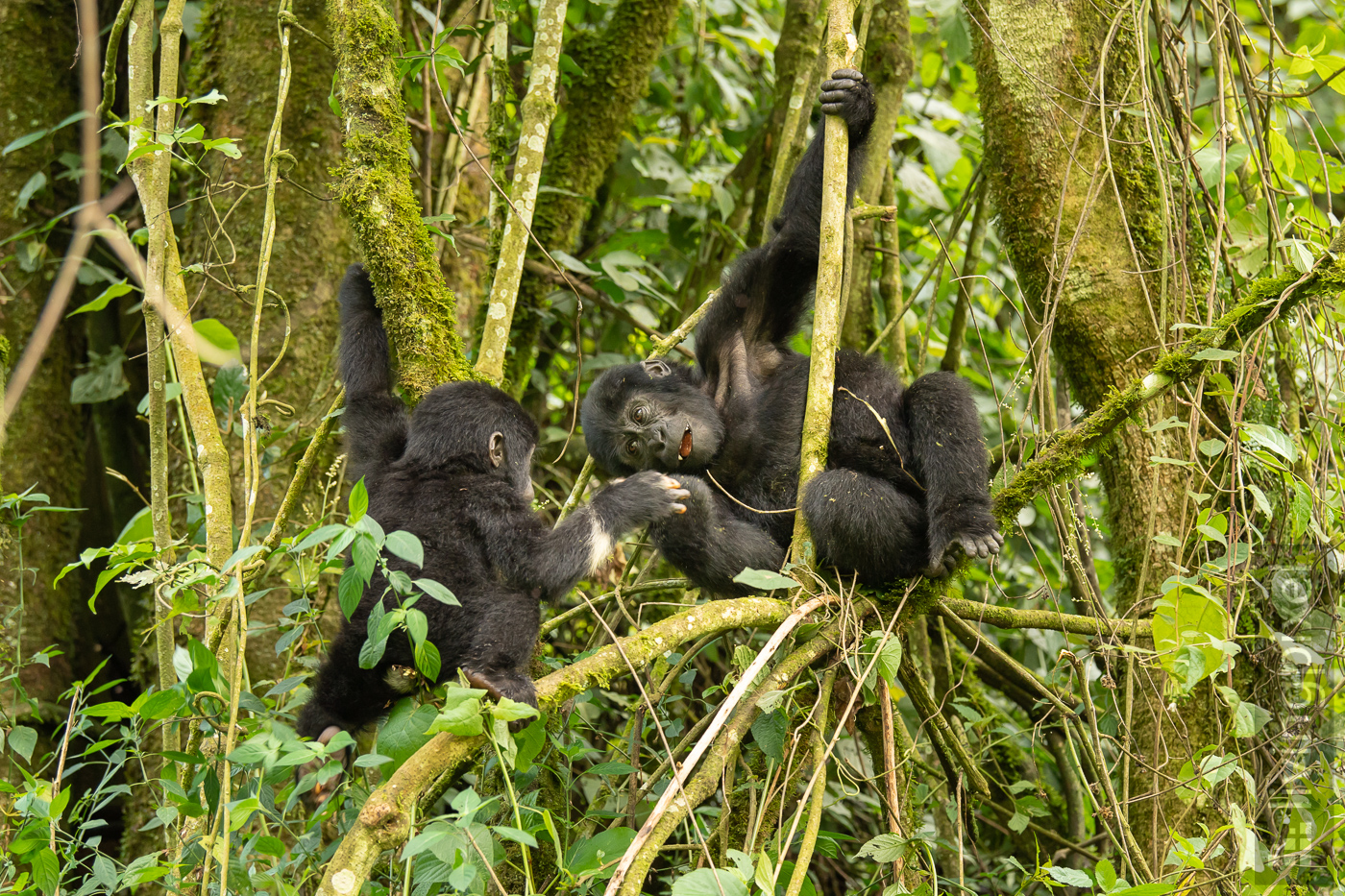 Berggorilla (Mountain gorilla)