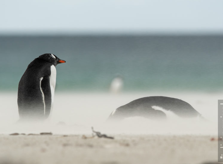 Eselspinguin (Gentoo penguin)