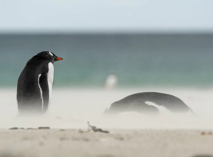 Eselspinguin (Gentoo penguin)