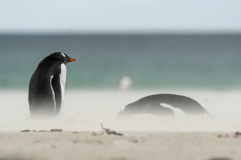 Eselspinguin (Gentoo penguin)