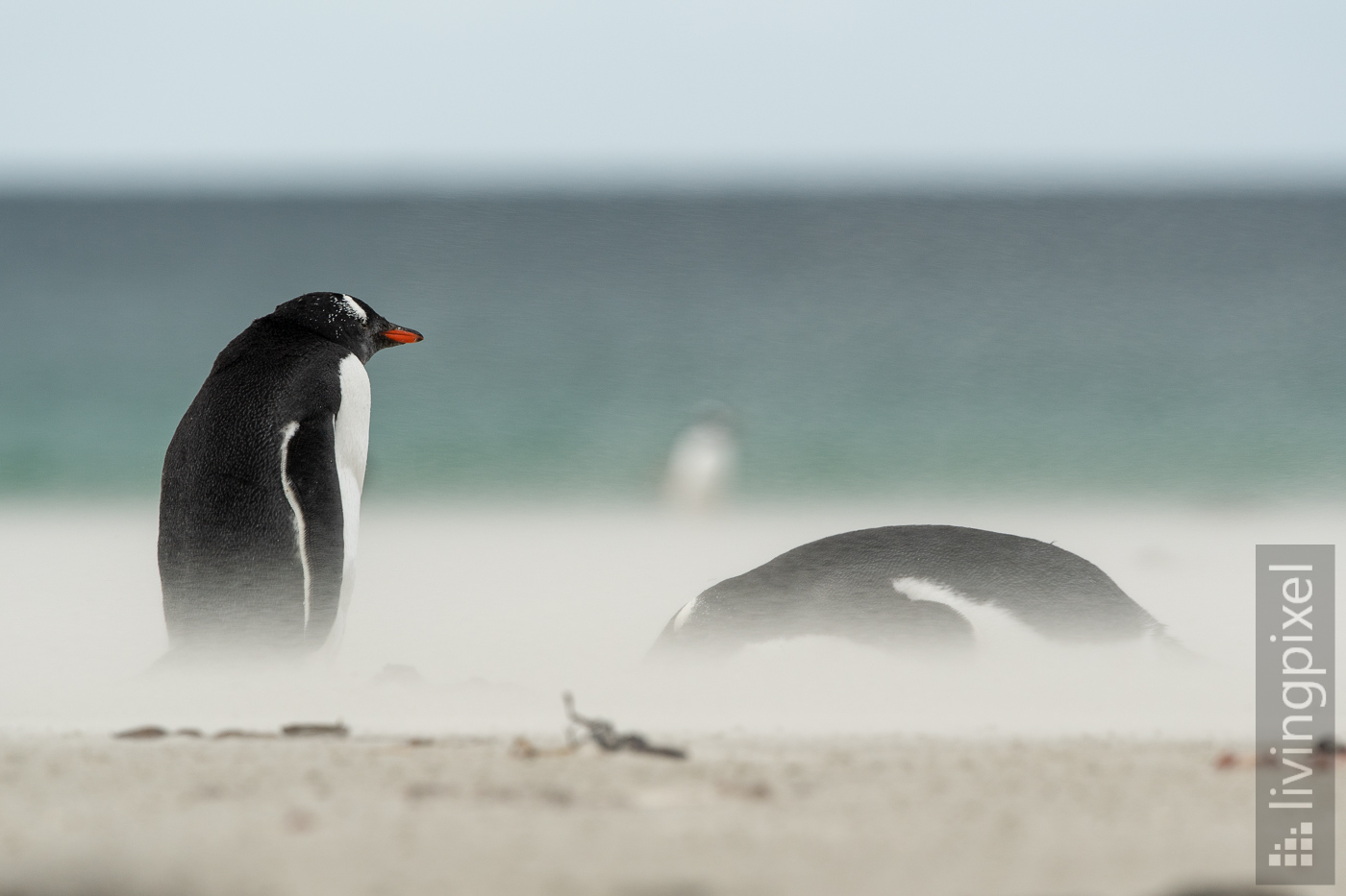 Eselspinguin (Gentoo penguin)