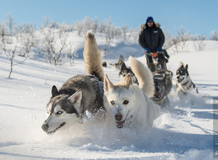 Husky Schlitten-Tour, Action