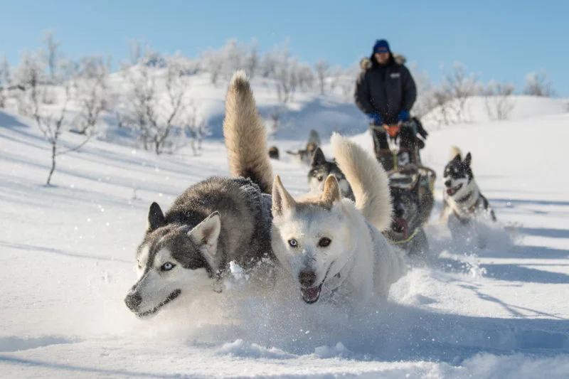 Husky Schlitten-Tour, Action