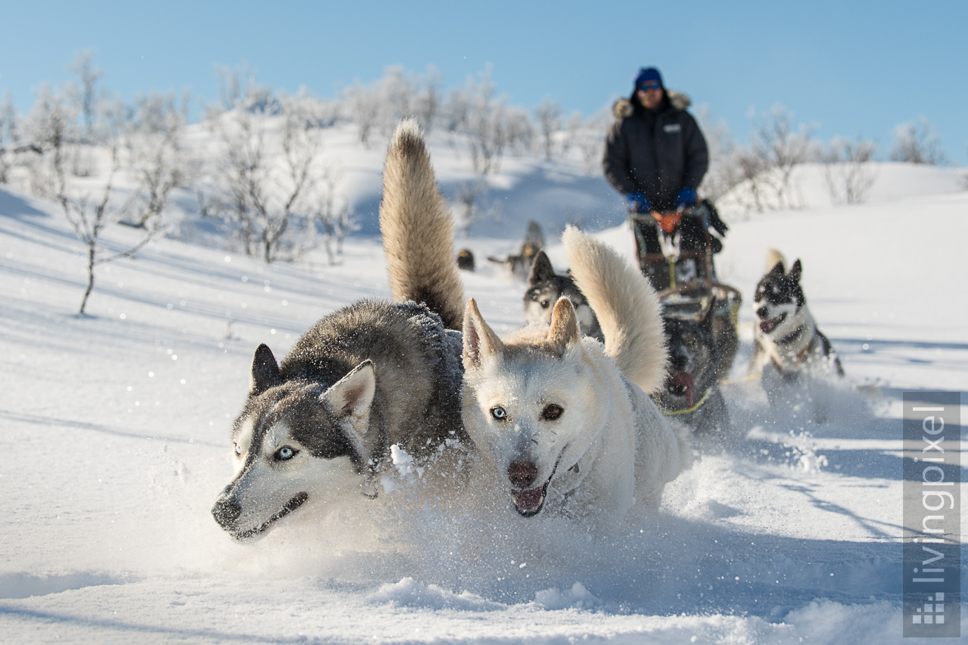 Husky Schlitten-Tour, Action