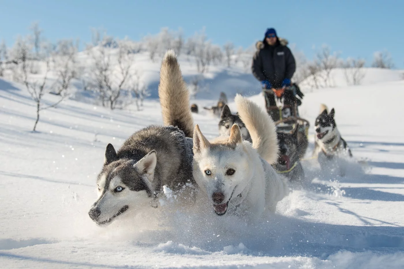 Husky Schlitten-Tour, Action