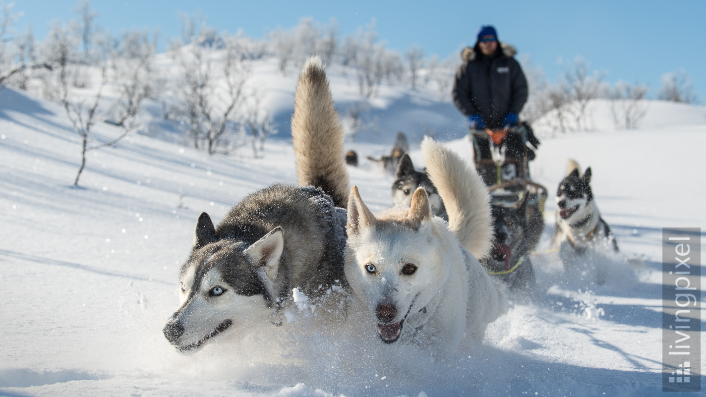 Husky Schlittentour