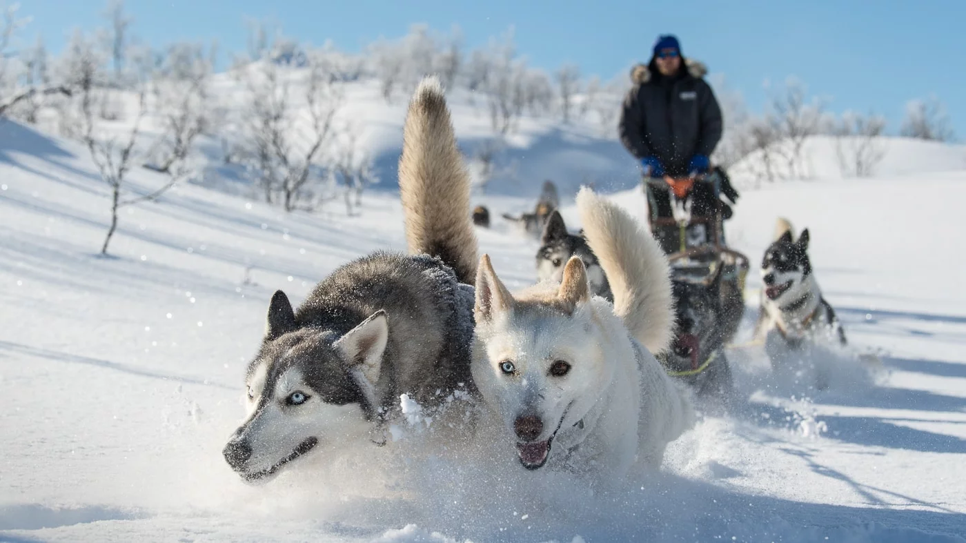Husky Schlittentour