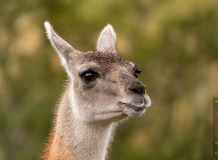 Guanako (Guanaco)