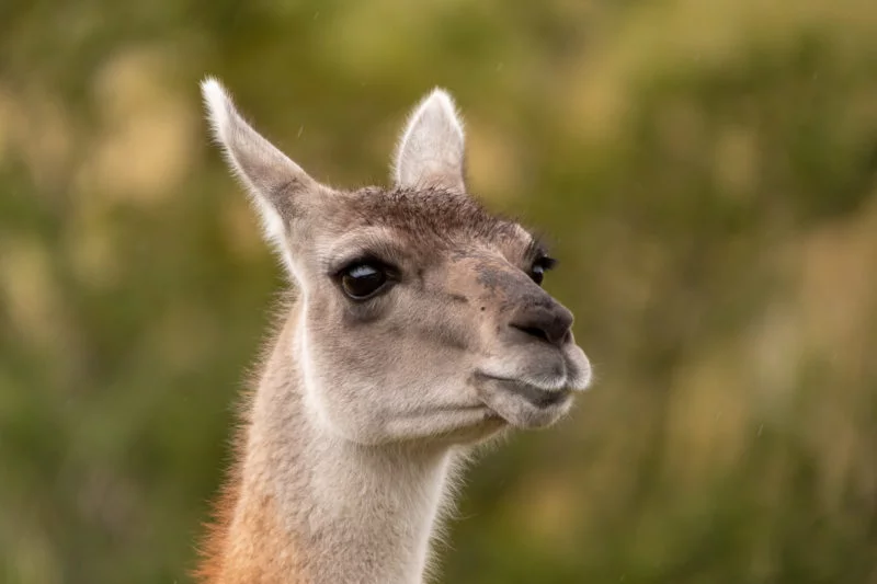 Guanako (Guanaco)